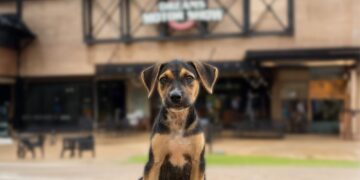 Complexo Dreams Park Show lança campanha em prol dos animais de rua