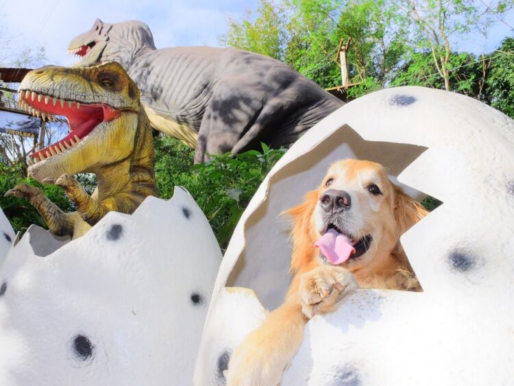 Até o fim do mês, moradores da Tríplice Fronteira pagam R$ 10 para visitar atrativos do Complexo Dreams