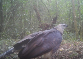 Projeto Onças do Iguaçu registra ave rara pela primeira vez no Parque Nacional