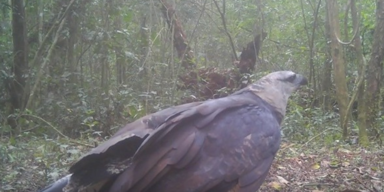 Projeto Onças do Iguaçu registra ave rara pela primeira vez no Parque Nacional