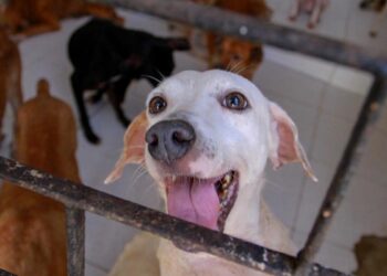 Progressistas Pet realiza encontro em Foz do Iguaçu para fortalecer a causa animal