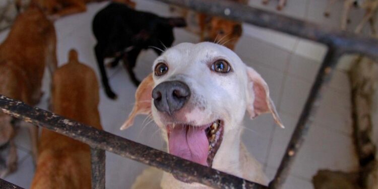 Progressistas Pet realiza encontro em Foz do Iguaçu para fortalecer a causa animal
