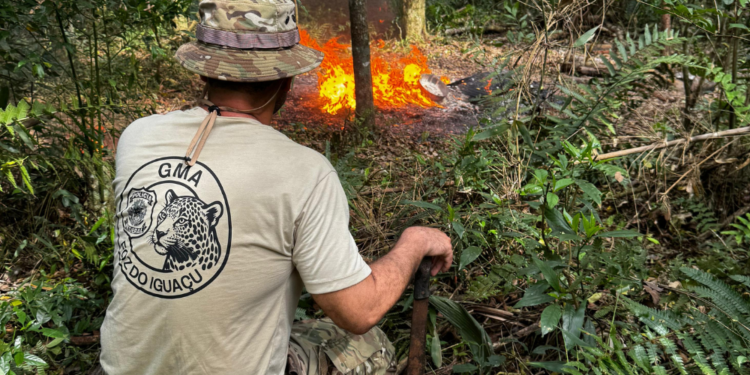 PF e ICMBio realizam operação contra crimes ambientais no Parque Nacional do Iguaçu