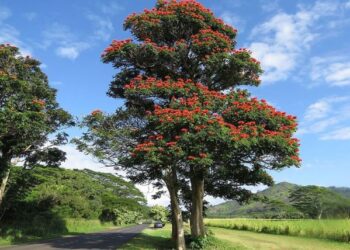 Projeto propõe autorização para corte e poda de espatódeas em Foz do Iguaçu