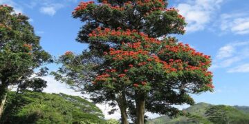 Projeto propõe autorização para corte e poda de espatódeas em Foz do Iguaçu