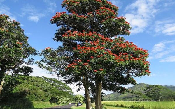 Projeto propõe autorização para corte e poda de espatódeas em Foz do Iguaçu