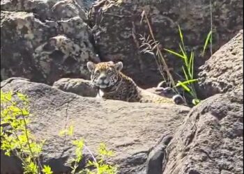 Onça-pintada é flagrada às margens do Rio Iguaçu, bem pertinho das Cataratas