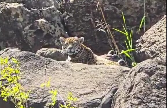 Onça-pintada é flagrada às margens do Rio Iguaçu, bem pertinho das Cataratas