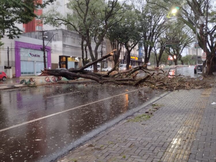 Temporal provoca quedas de árvores e mobiliza equipes de emergência em Foz do Iguaçu