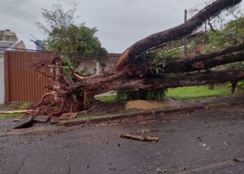Temporal provoca quedas de árvores e mobiliza equipes de emergência em Foz do Iguaçu