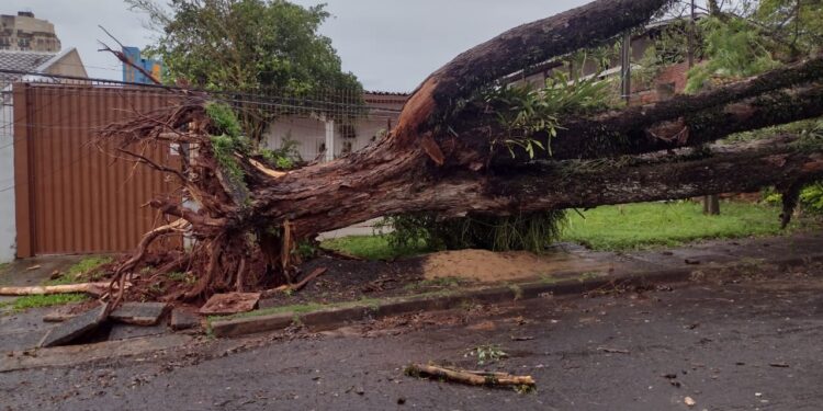 Temporal provoca quedas de árvores e mobiliza equipes de emergência em Foz do Iguaçu
