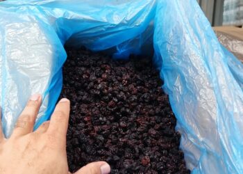 Carga de 25 mil quilos de uvas-passas é retida no Porto Seco por risco à saúde