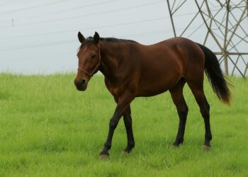 Vacinação contra raiva passa a ser obrigatória para herbívoros em Foz do Iguaçu
