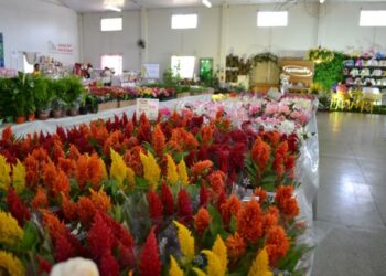 Vem aí a Ecoflores 2025 com mais de 300 espécies de plantas