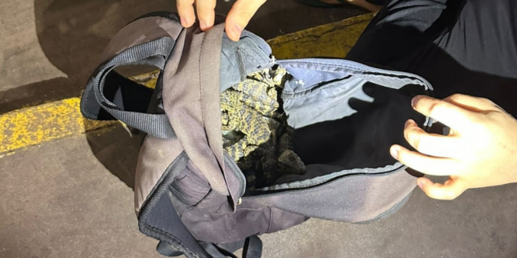 Receita Federal apreende sucuri, píton, jacarés e lagartixas em táxi na fronteira