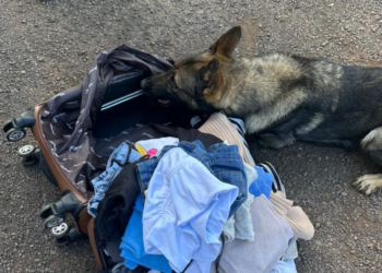 Mulher é presa com quase 5 kg de haxixe em ônibus fiscalizado pela PF