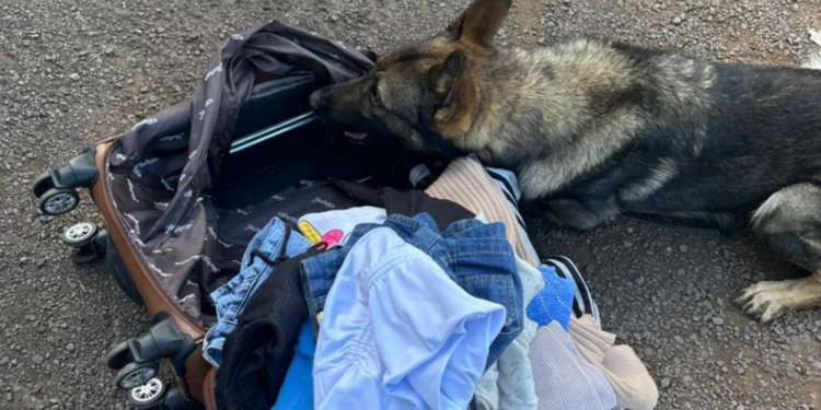 Mulher é presa com quase 5 kg de haxixe em ônibus fiscalizado pela PF