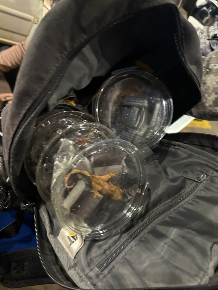 Receita Federal apreende sucuri, píton, jacarés e lagartixas em táxi na fronteira