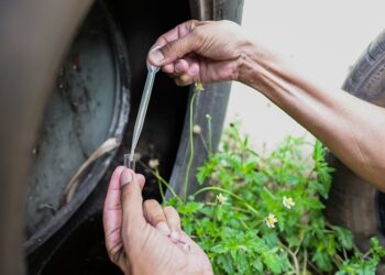 Foz será a primeira cidade do mundo a usar sistema de IA para monitorar mosquito da dengue