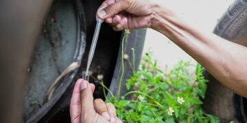 Foz será a primeira cidade do mundo a usar sistema de IA para monitorar mosquito da dengue