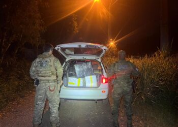 Operações apreenderam drogas, cigarros eletrônicos a ave silvestre