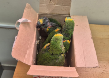 Receita Federal apreende papagaios traficados em mochila na Ponte da Amizade