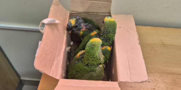 Receita Federal apreende papagaios traficados em mochila na Ponte da Amizade