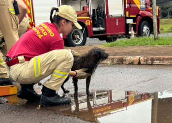 Cachorrinho é resgatado de bueiro na aduana de Foz do Iguaçu