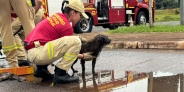 Cachorrinho é resgatado de bueiro na aduana de Foz do Iguaçu