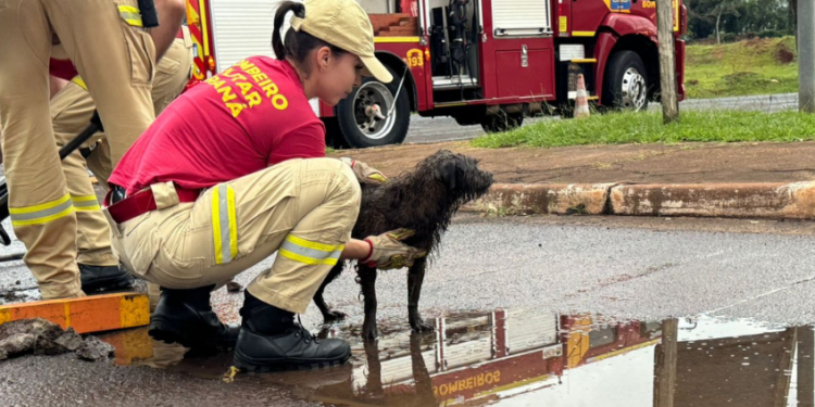 Cachorrinho é resgatado de bueiro na aduana de Foz do Iguaçu
