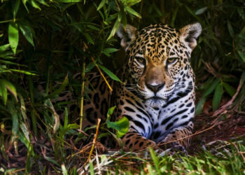 Parque Nacional do Iguaçu celebra o Dia Internacional da Onça-pintada