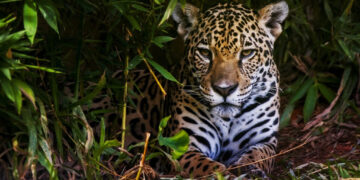 Parque Nacional do Iguaçu celebra o Dia Internacional da Onça-pintada