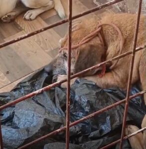 Animal foi resgatado pela Secretaria de Meio Ambiente - Foto: Denúnciante