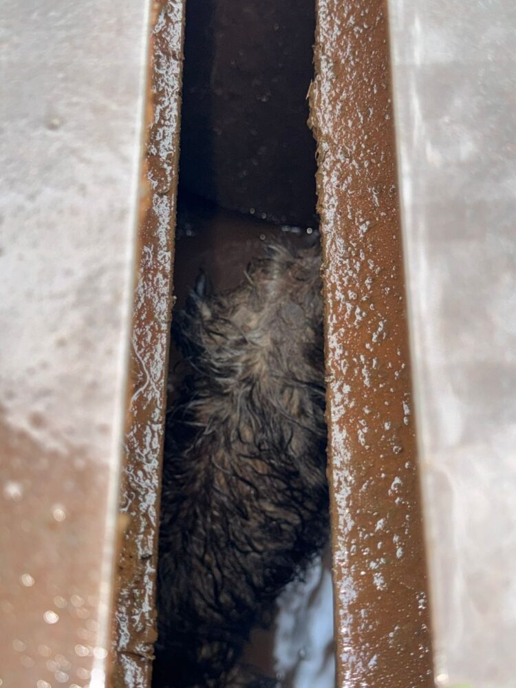 Cachorrinho é resgatado de bueiro na aduana de Foz do Iguaçu