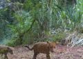 Parque Nacional do Iguaçu abre votação para escolher nome de novo filhote de onça-pintada
