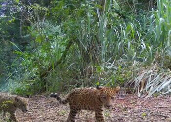 Parque Nacional do Iguaçu abre votação para escolher nome de novo filhote de onça-pintada