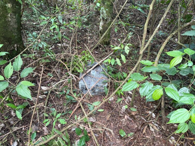 Forças de segurança apreendem quase 1 tonelada de maconha