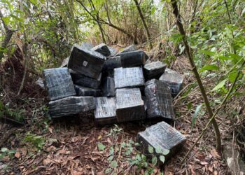 Forças de segurança apreendem quase 1 tonelada de maconha