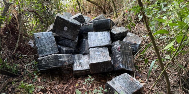 Forças de segurança apreendem quase 1 tonelada de maconha