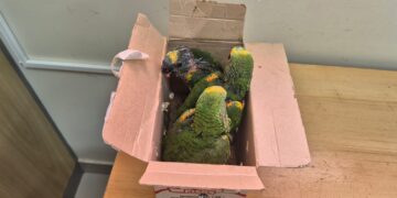 Papagaios são resgatados durante ação da Receita Federal na Ponte da Amizade