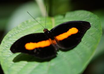 Parque das Aves promove observação gratuita de borboletas