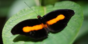 Parque das Aves promove observação gratuita de borboletas
