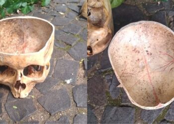 Sadismo? GM recolhe crânio cortado, desenhado e envernizado