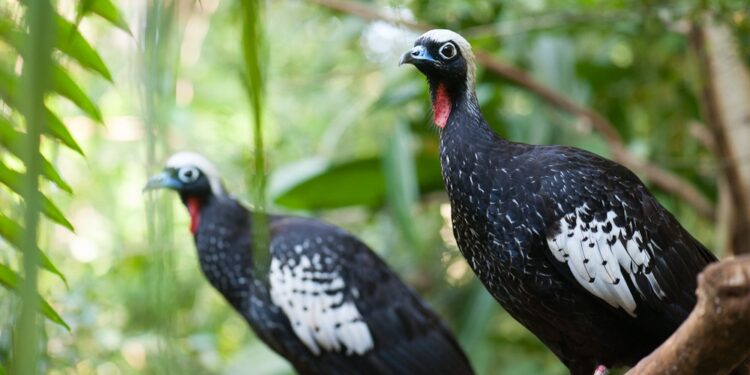 Parque das Aves realiza ação especial para destacar importância da jacutinga na Mata Atlântica
