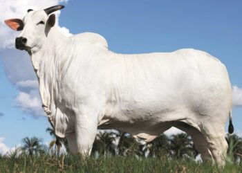 Vaca leiloada em Foz do Iguaçu bate recorde mundial com venda de R$ 54 milhões