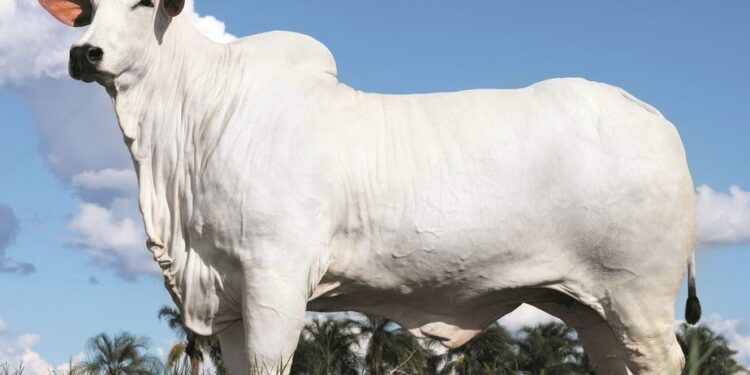 Vaca leiloada em Foz do Iguaçu bate recorde mundial com venda de R$ 54 milhões