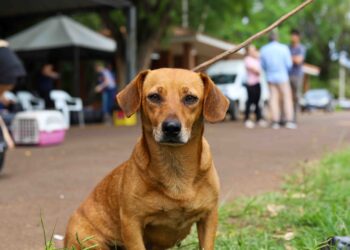 Foz recebe Castrapet entre 15 e 20 de dezembro