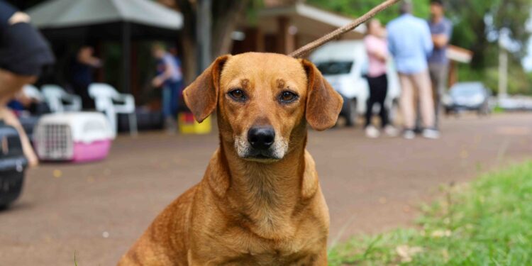 Foz recebe Castrapet entre 15 e 20 de dezembro