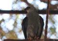 Gavião volta à natureza após se recuperar de fratura na asa