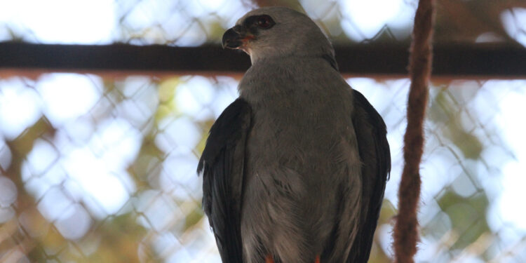 Gavião volta à natureza após se recuperar de fratura na asa